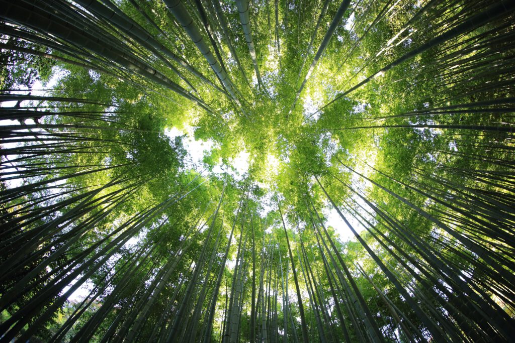 Blick in grüne Baumkronen – Natur als Lernraum